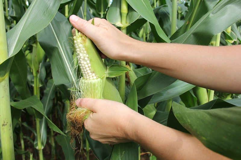 手拿着玉米