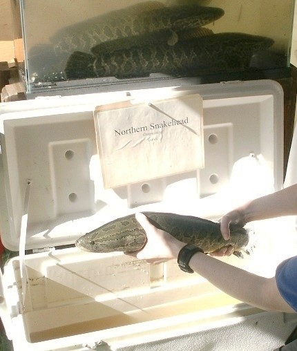 蛇头鱼 - 美国鱼类及野生动物管理局公共领域照片