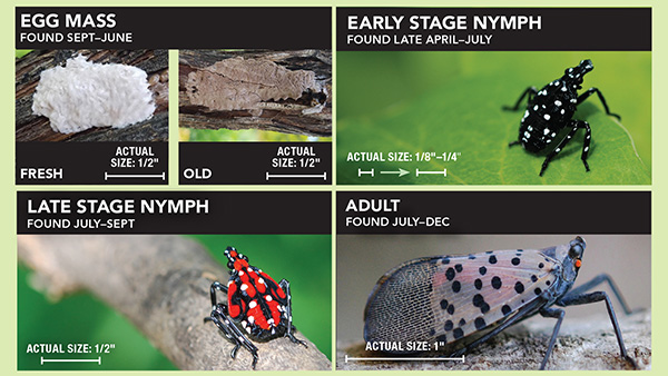 斑点灯笼蝇 - 照片 VDACS