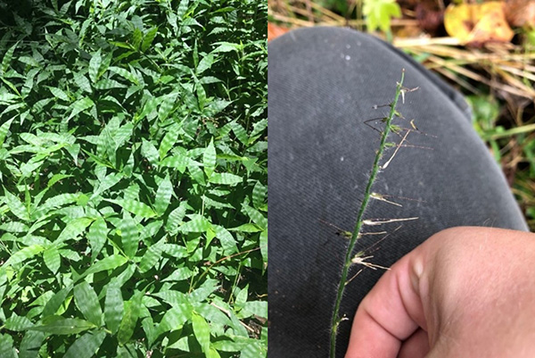 波叶草 - 照片：Madeleine Kern 弗吉尼亚州立公园