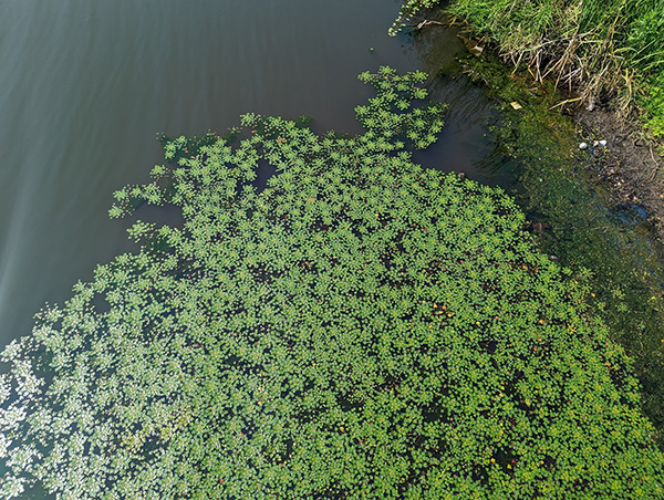 双角菱 - 照片 Kevin Heffernan DCR