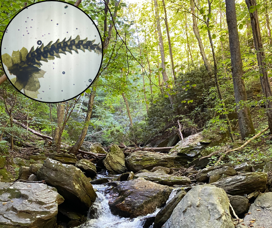 照片中，小溪和树木为背景，插图为显微镜下的苔类植物特写