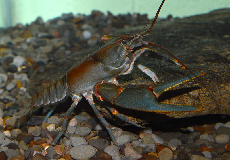 照片来源:Big Sandy Crayfish,公共领域,Zachary Loughman,西自由大学