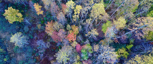 布尔朗山脉的树梢景观