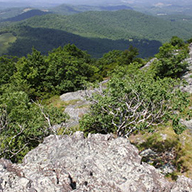 布法罗山自然保护区
