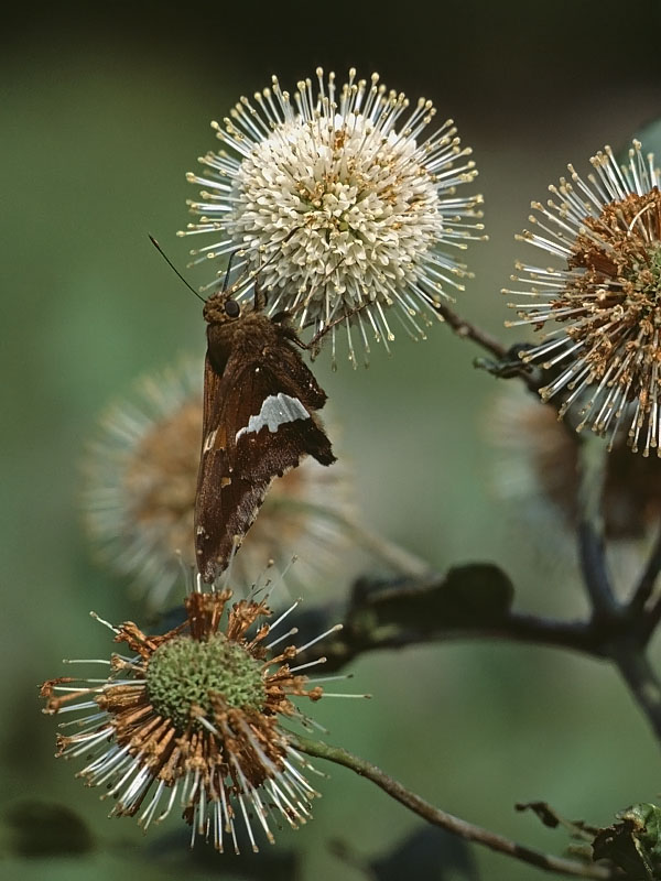 纽扣丛 Cephalanthus occidentalis