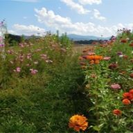 贾斯汀·克里斯蒂·施密特