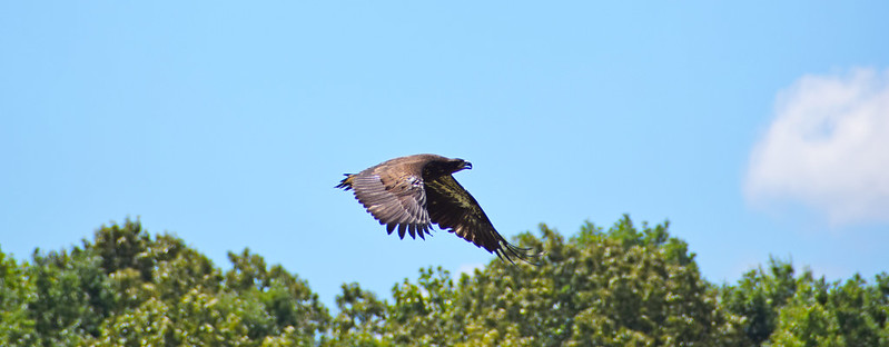 鹰 # 22 - 0980飞翔