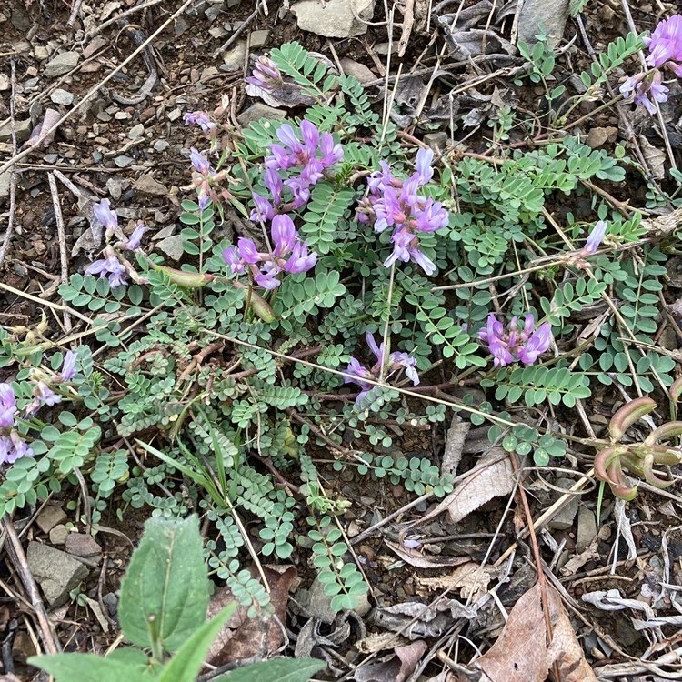 该物种仅在弗吉尼亚州的六个地点被发现，大多数来自1930年代的收集。自1987以来，在 Shenandoah 县的 Short Mountain 上就再也没有发现过 Ozark 紫云英。