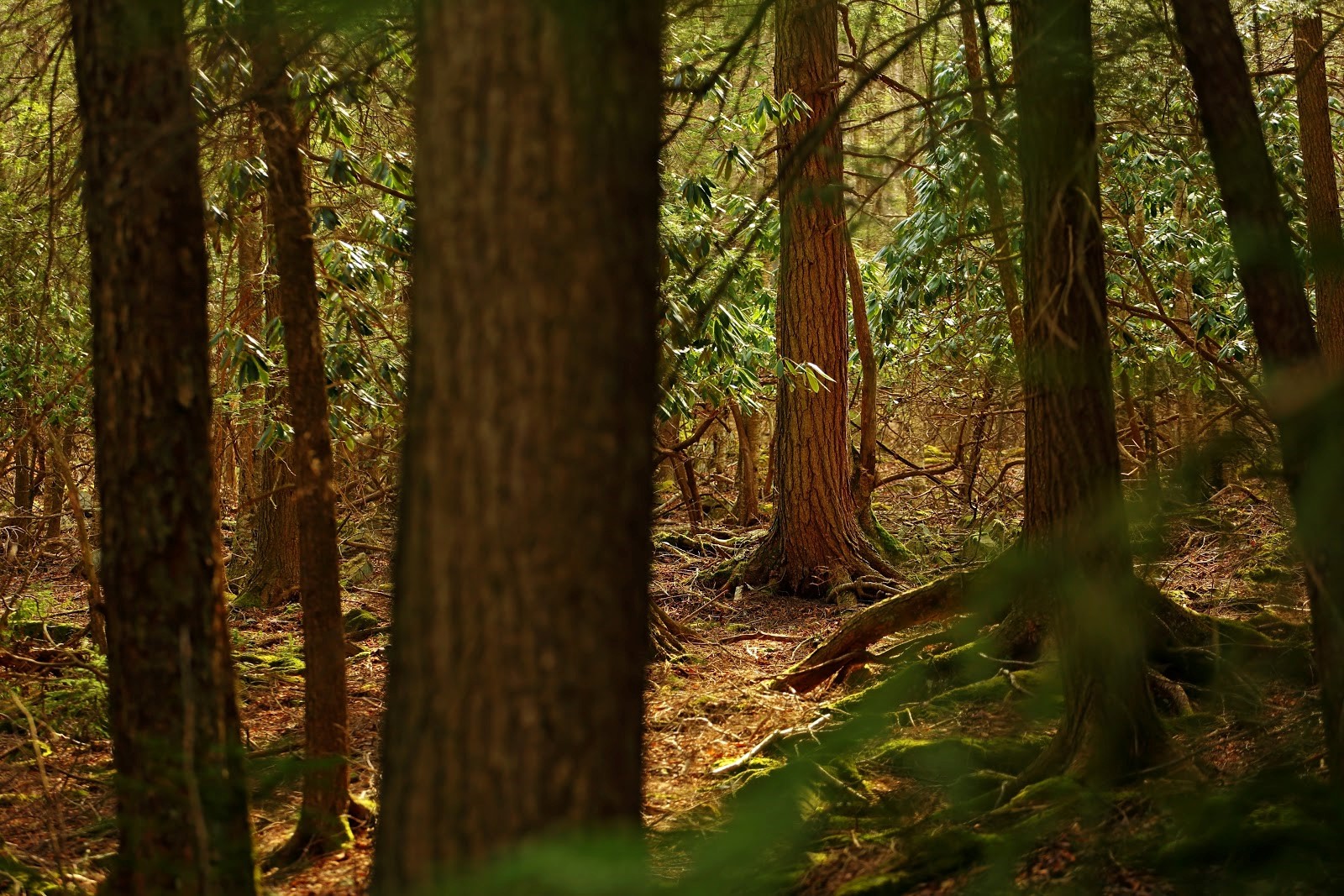 弗吉尼亚州的森林