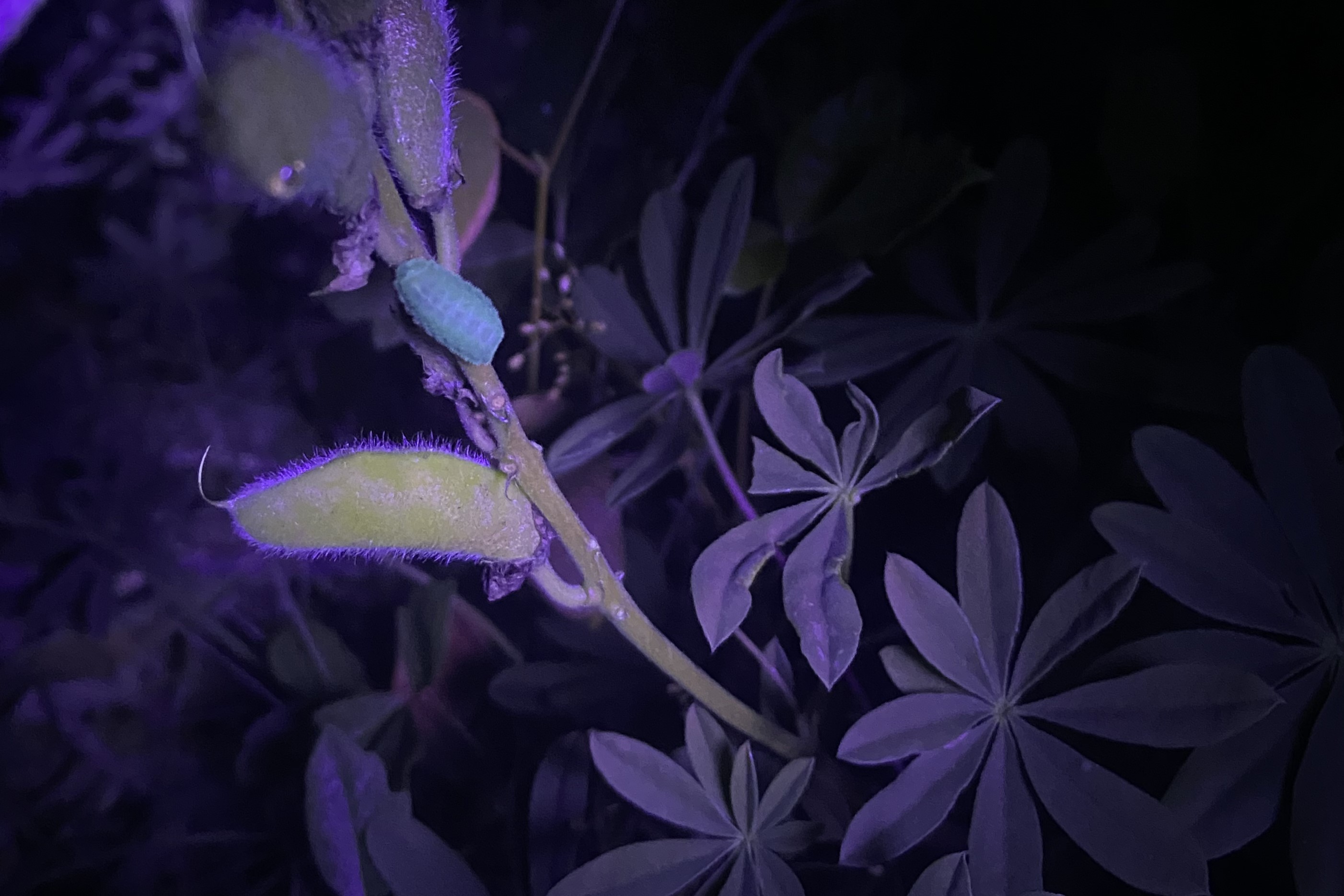 羽扇豆上的霜冻小精灵毛毛虫