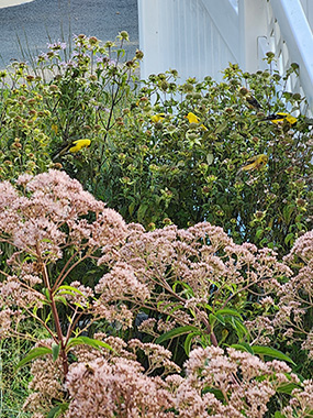 花园里的金翅雀