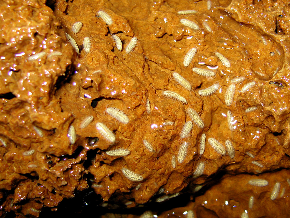 李县等足动物。摄影：irvine t. wilson