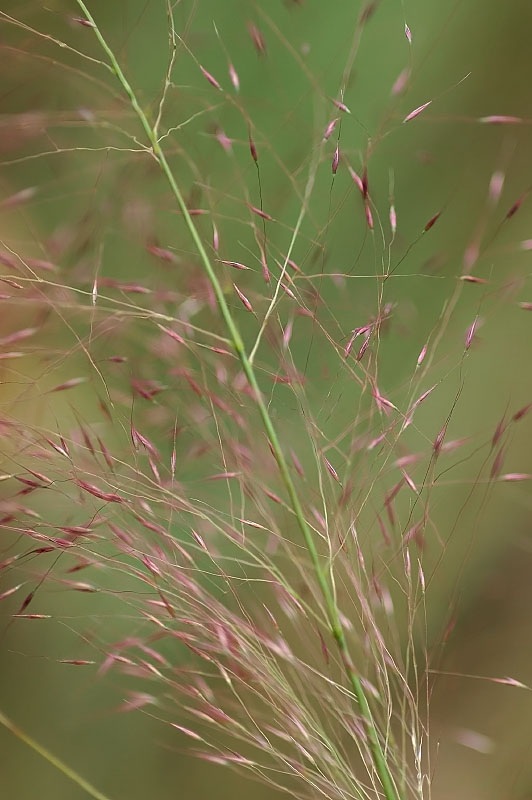 粉红穆利草（Muhlenbergia capillaris）