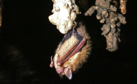 菲尔·卢卡斯的三色蝙蝠