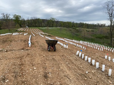 天空草甸的美国栗树地