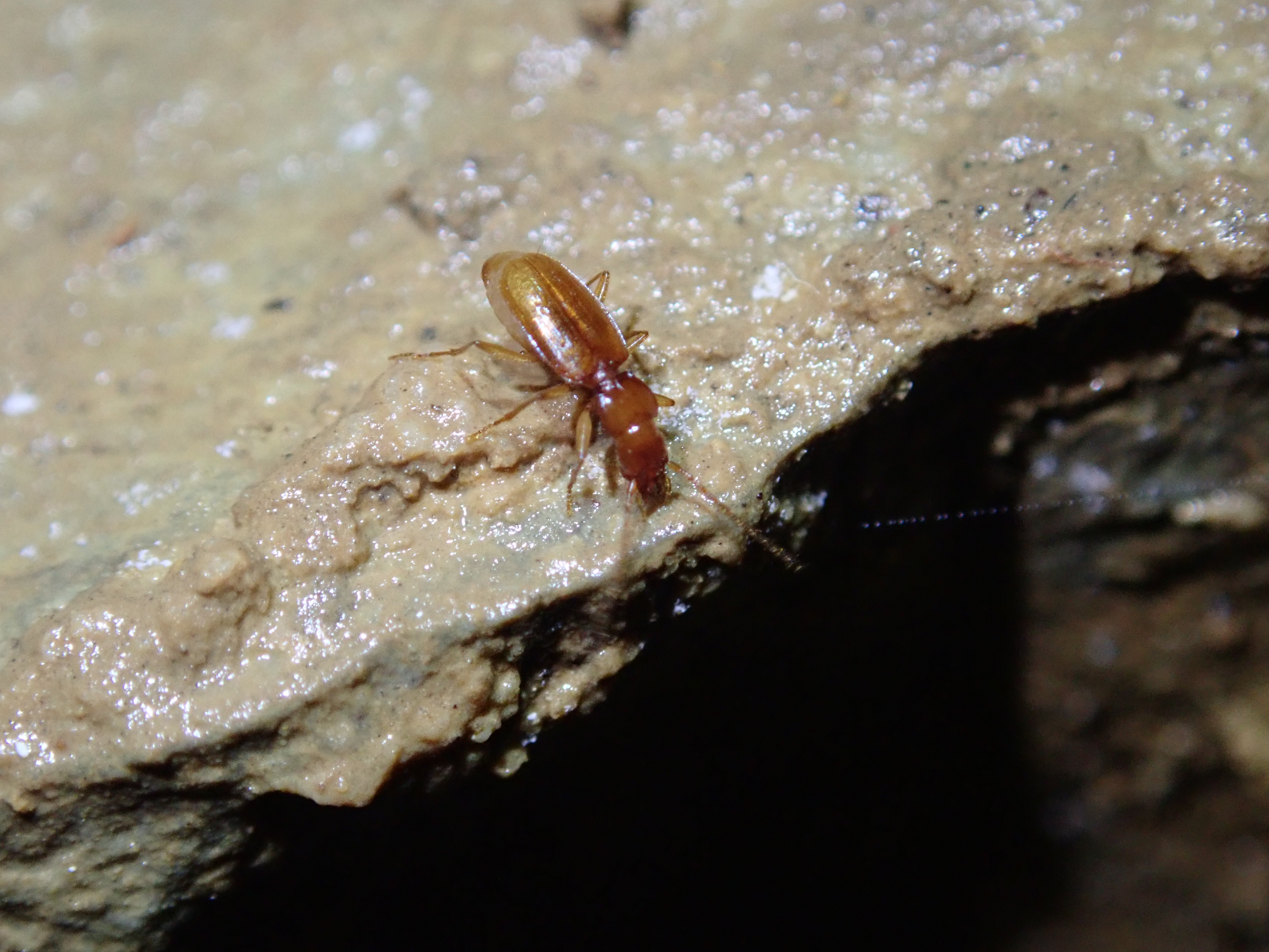 洞穴甲虫的照片