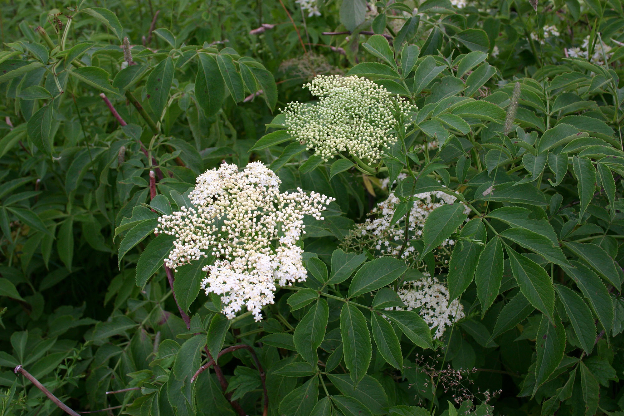 红接骨木开出白花