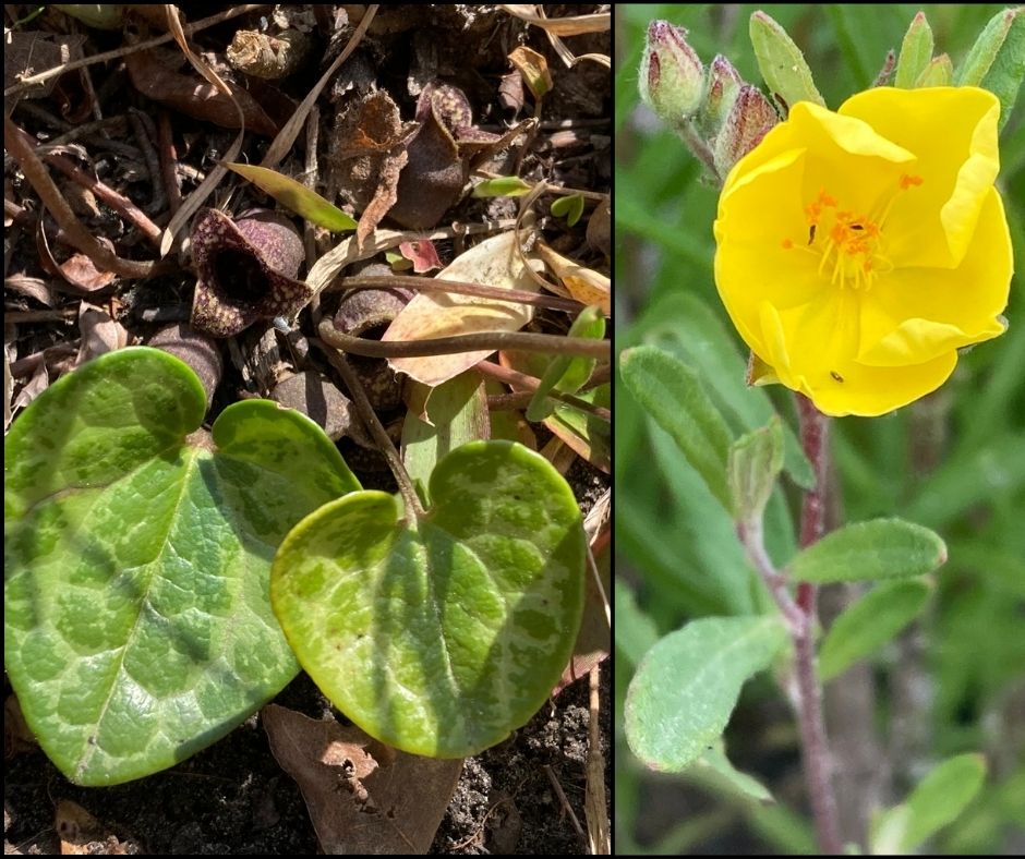 照片拼贴:左边是两片从地里冒出来的绿色心形叶子的特写;右边是盛开的黄色花朵