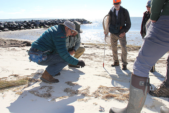 工作人员在新岬舒适自然保护区搜寻虎甲虫