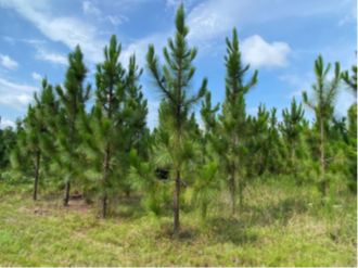 for-hornet-swamp-1.png for-hornet-swamp-1.png