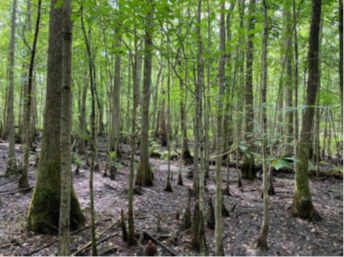 for-hornet-swamp-2.png for-hornet-swamp-2.png