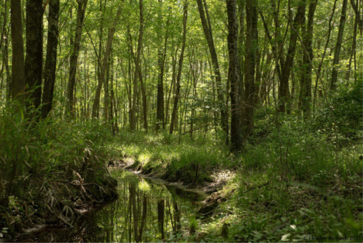 for-nottoway-2.png for-nottoway-2.png