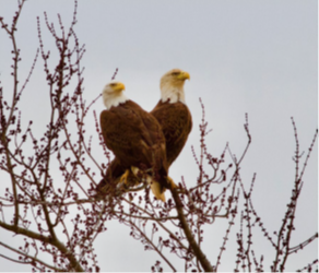 for-rappahannock-tribe-2.png for-rappahannock-tribe-2.png