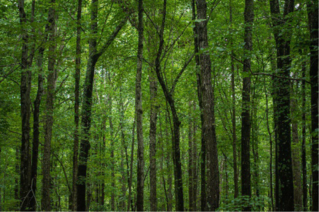 for-roanoke-river-2.png for-roanoke-river-2.png