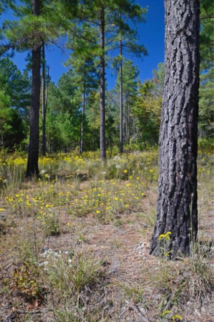 na-difficult-creek-north-2.jpg na-difficult-creek-north-2.jpg