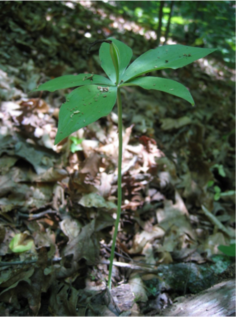 nat-crows-nest-1.png nat-crows-nest-1.png