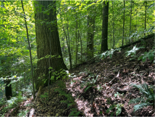 nat-crows-nest-2.png nat-crows-nest-2.png