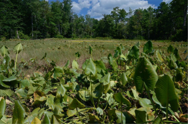 nat-deep-run.png nat-deep-run.png