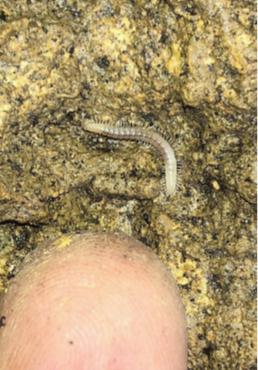 nat-ellett-2.png nat-ellett-2.png