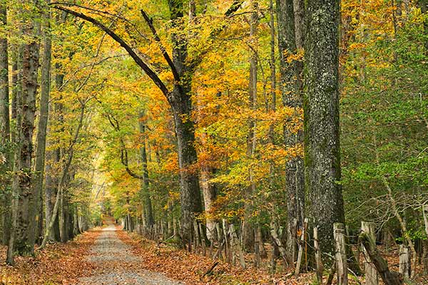 卡利登州立公园的秋季道路
