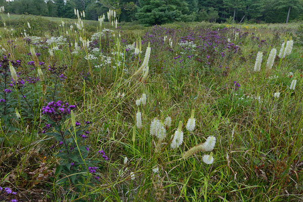 Grayson Glades NAP 的照片