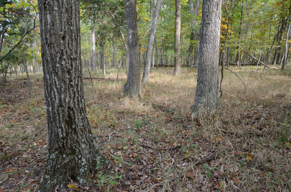 埃尔克利克林地自然保护区