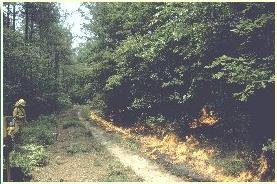 DCR 工作人员在 Chub Sandhill 自然保护区进行规定烧伤