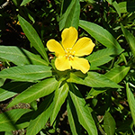 普通樱草柳（Ludwigia grandiflora ssp.六瓣花