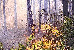 控制燃烧的照片