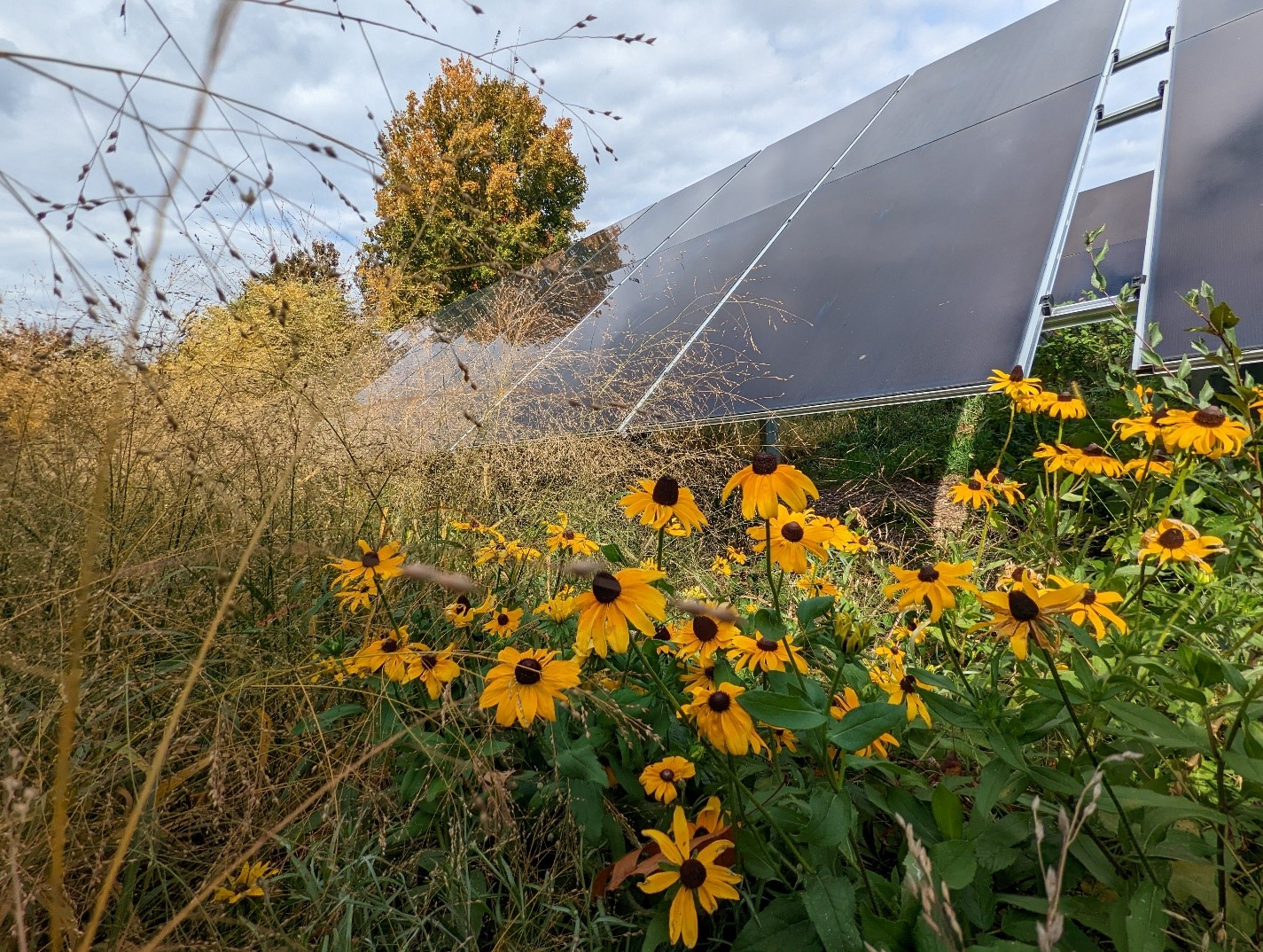 JMU 太阳能电池板与本地植物 JMU 太阳能设施工厂照片