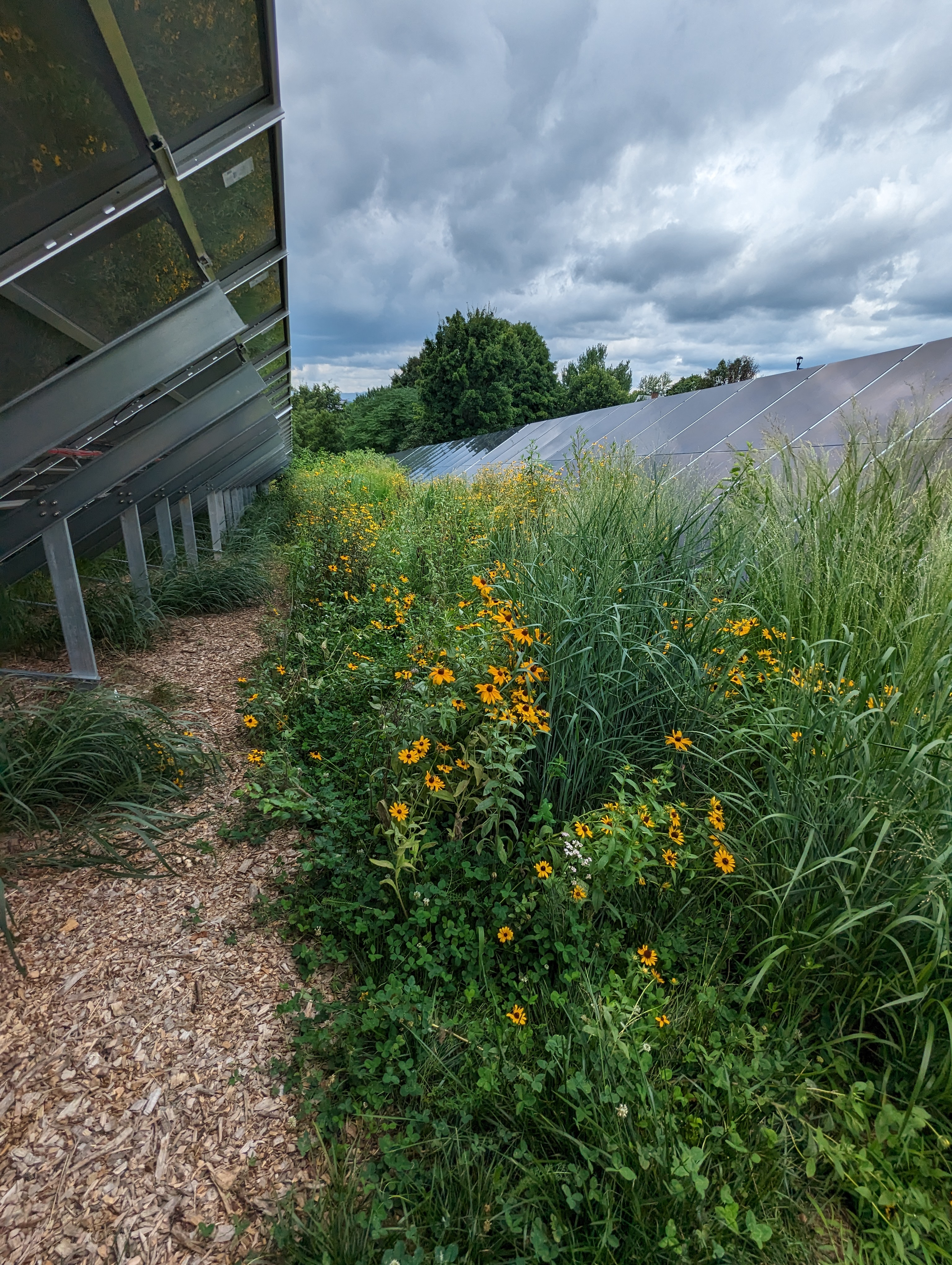JMU 太阳能设施已获得传粉媒介智能认证。 JMU太阳能电池板照片