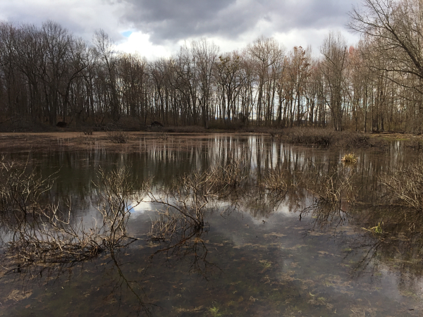 林德赫斯特池塘自然保护区