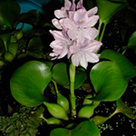 水葫芦（Eichhornia crassipes）
