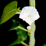 空心菜（Ipomoea aquatica）