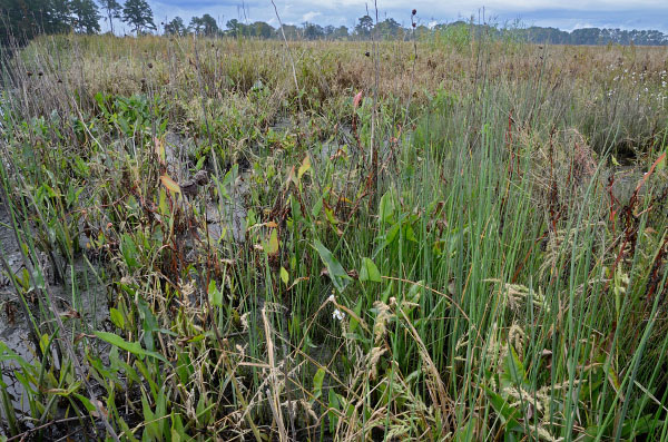 高能潮汐河流的照片