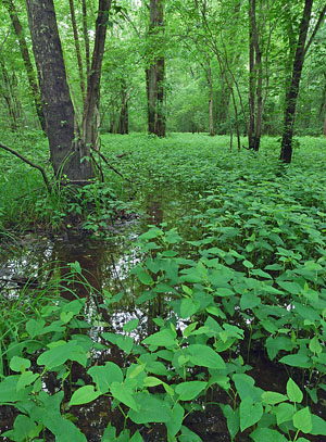 高能潮汐河流的照片