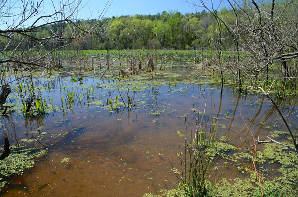 高能潮汐河流的照片