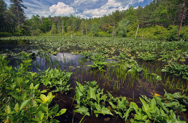 高能潮汐河流的照片