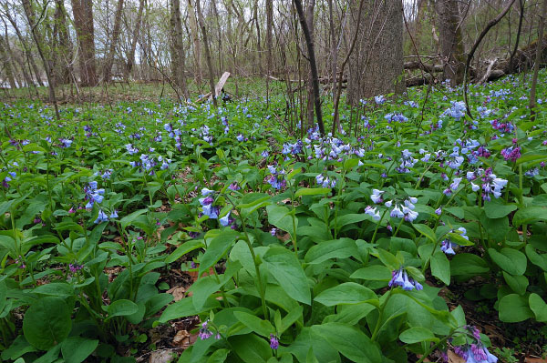 皮德蒙特山洪泛平原森林照片